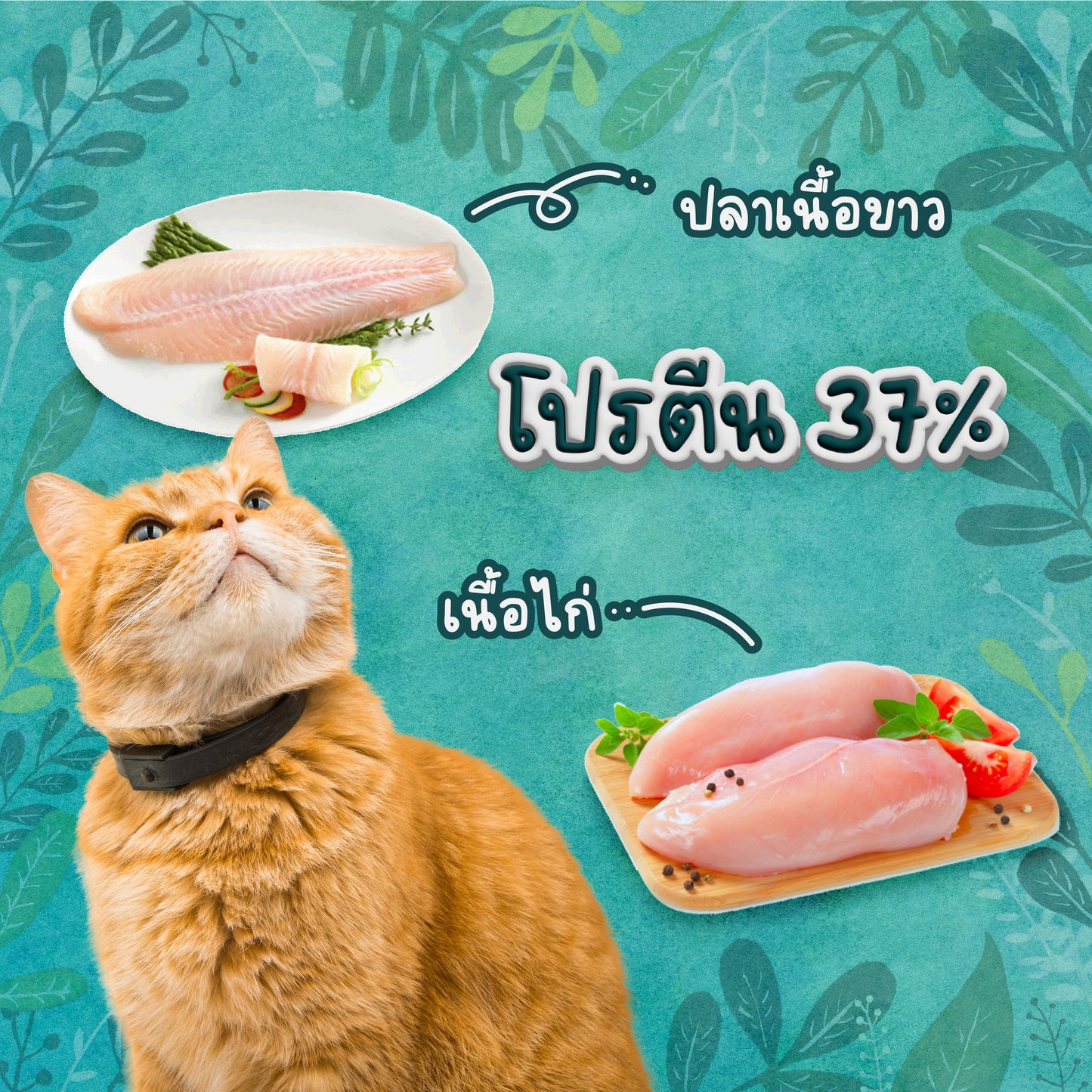 Buzz Netura Holistic อาหารแมวบัซซ์ ขนาด 1 กก. (1kg) สูตรปลาและไก่