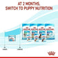 [ยกถาด 12 กระป๋อง] Royal Canin Starter Mousse อาหารเปียกแม่สุนัข ตั้งท้อง 6 สัปดาห์ขึ้นไป - ให้นม และ ลูกสุนัขหย่านม อายุ 1-2 เดือน (เนื้อมูส, Canned Dog Food, โรยัล คานิน)