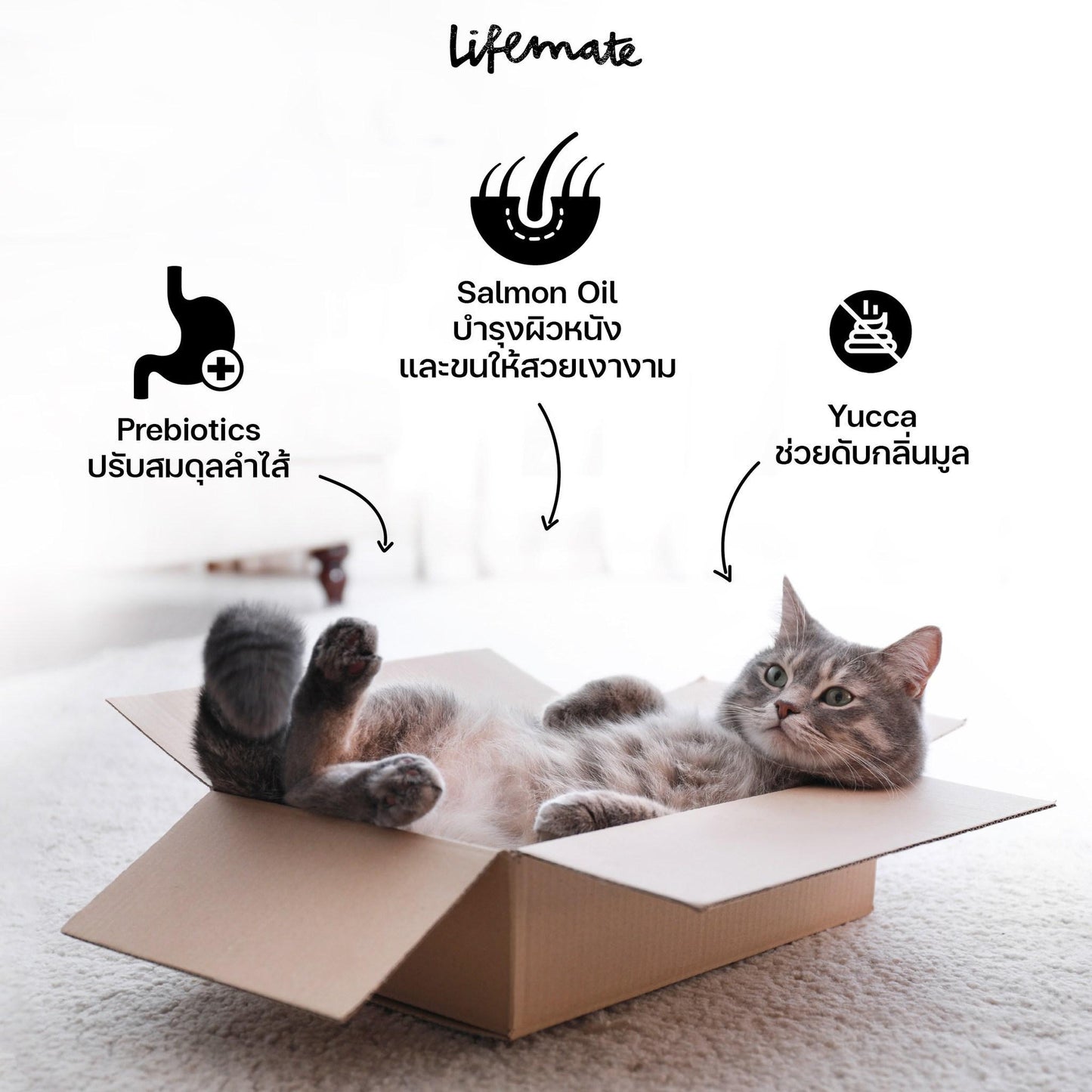 [ยกลัง 4 โหล] Lifemate อาหารเปียกแมว ไลฟ์เมท ขนาด 60-70g เนื้อแท้เกรดพรีเมี่ยม ปรับสมดุลลำไส้