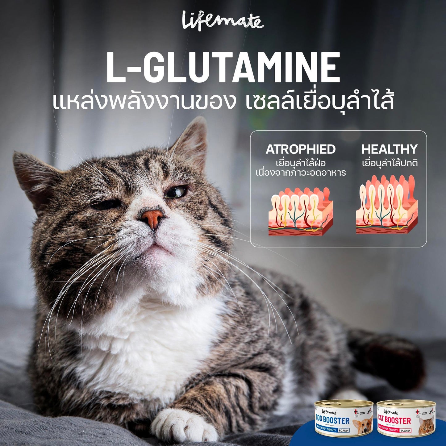 Lifemate Dog Booster อาหารพักฟื้นสูตรโภชนาการครบถ้วน อาหารเปียกเพิ่มพลังงาน สำหรับสุนัข ขนาด 150 กรัม