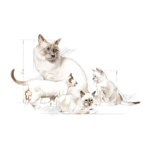 Royal Canin Babycat milk นมผงทดแทนนมแม่ สำหรับลูกแมวแรกเกิดถึงหย่านม (0-2 เดือน)	ขนาด 300 กรัม